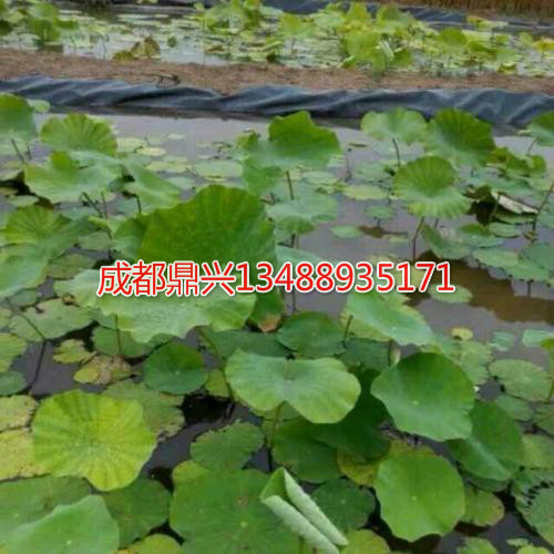 藕池(魚塘)防滲土工膜